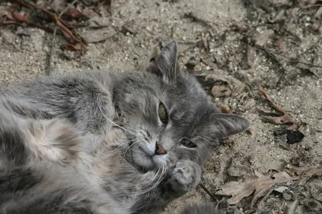 Sandy Ground Historical Society Inc.