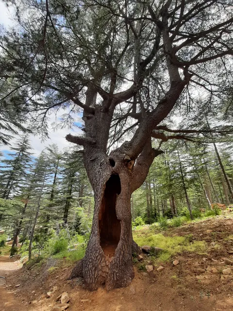 Yavşan yaylası tabiat parkı