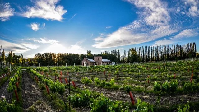 Bodega Des de la Torre