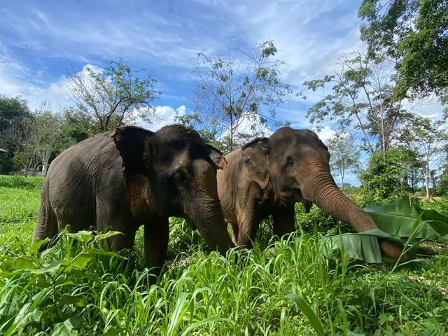 Phuket Elephant Nature Reserve