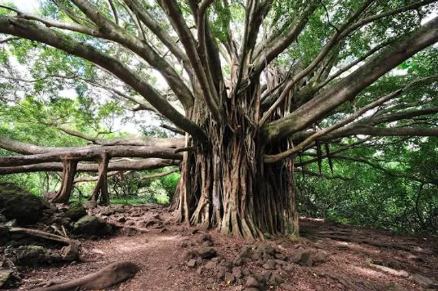 Maui Banyan Condo Rental