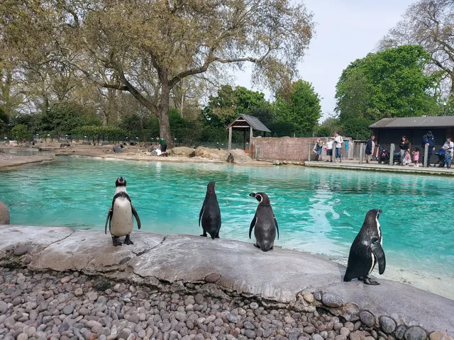 Penguin Beach