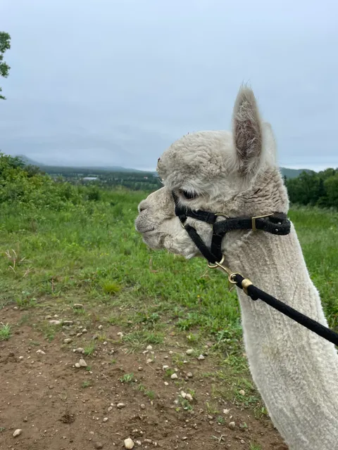 Alpagas Charlevoix -Trekking Charlevoix