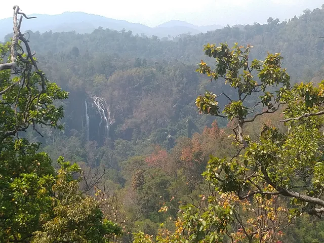 กิ่วงวงช้าง