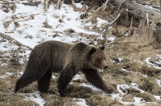 National Museum of Wildlife Art