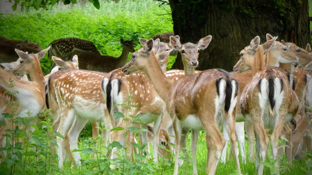 Holkham Woodland Play Area