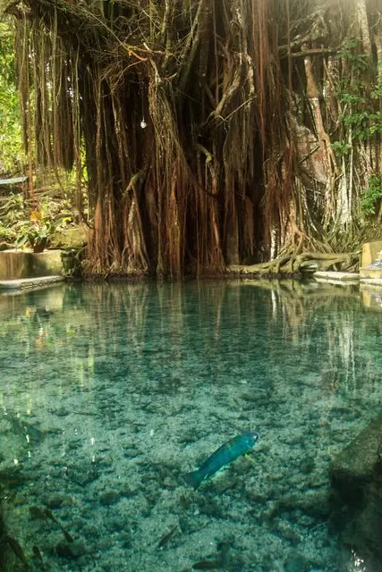 Old Enchanted Balete Tree