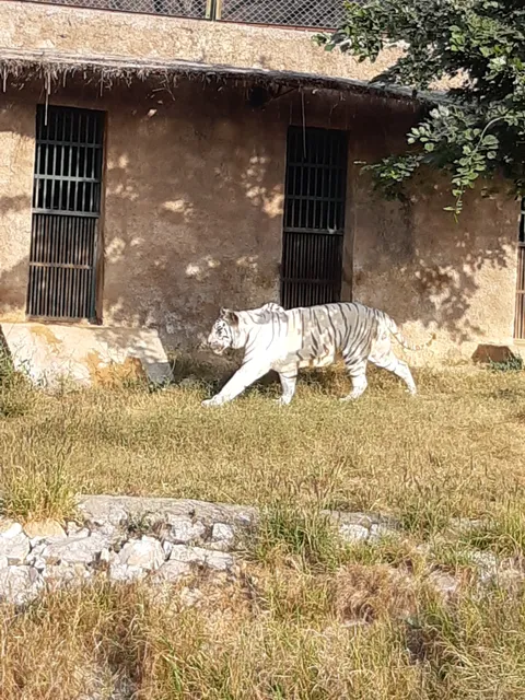 Nahargarh Lion Safari ticket counter