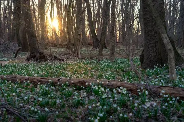 Tőzike tanösvény - Fertő-Hanság National Park