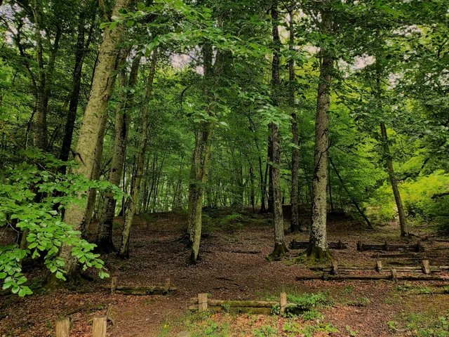 Faggeta del Monte Venere