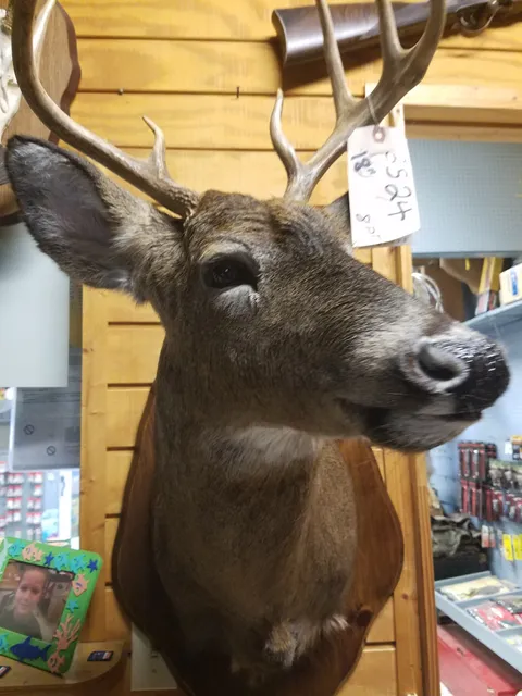 TOM'S TAXIDERMY