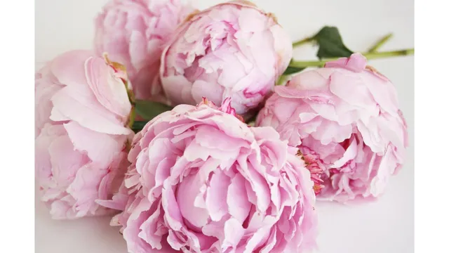 The Beauty Lounge LLC