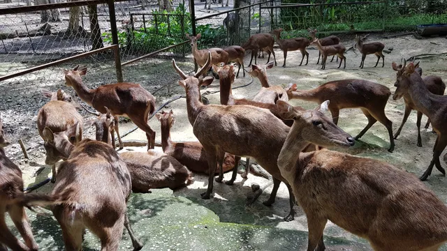 Deerland Park, Lanchang