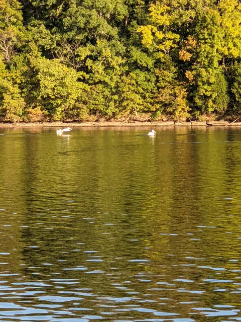 Wheeler Lake Scenic Cruises