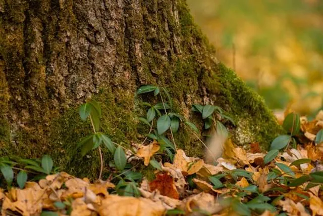 Illiniwek Forest Preserve