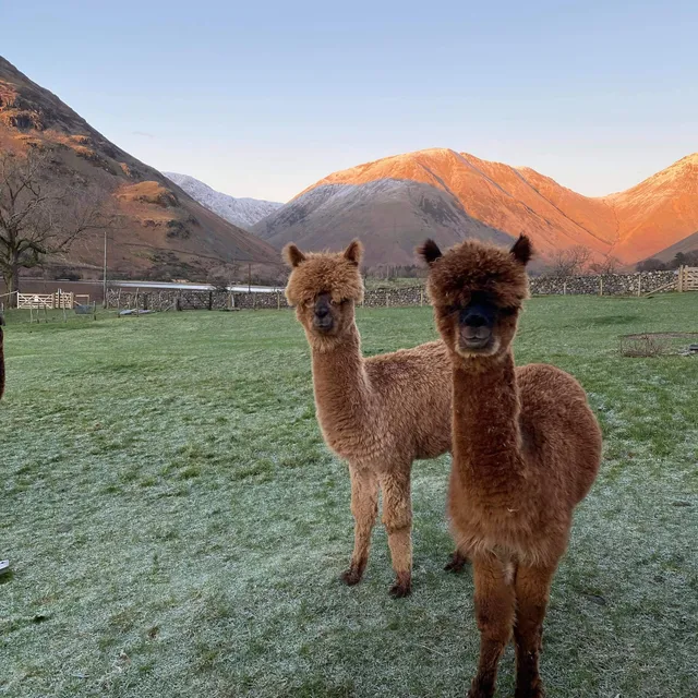 Wastwater Alpaca Trekking