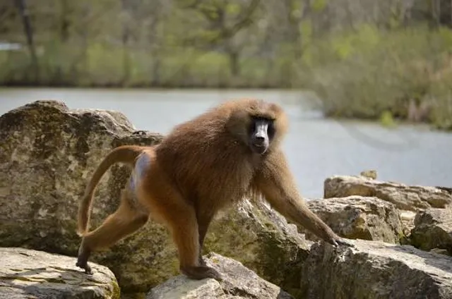 zoological reserve of the Haute-Touche