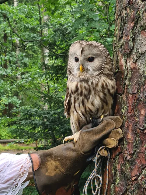 Greifvogel-Gehege Bispingen