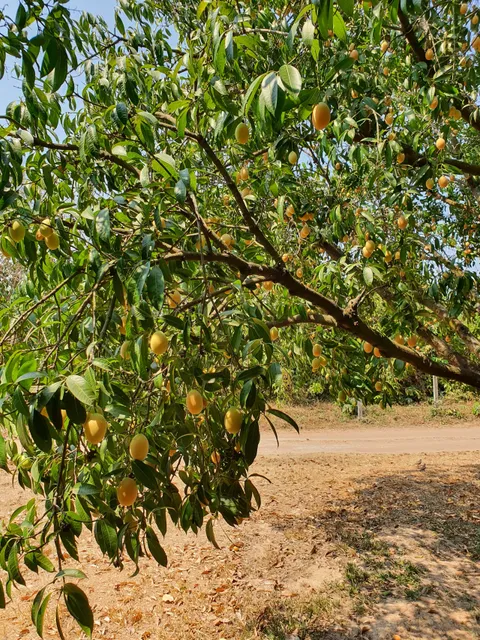 Suan Nobparat "ดาบนวย"