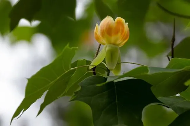 The Liriodendron Mansion