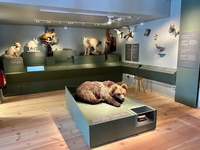 Naturum Vindelfjällen Ammarnäs