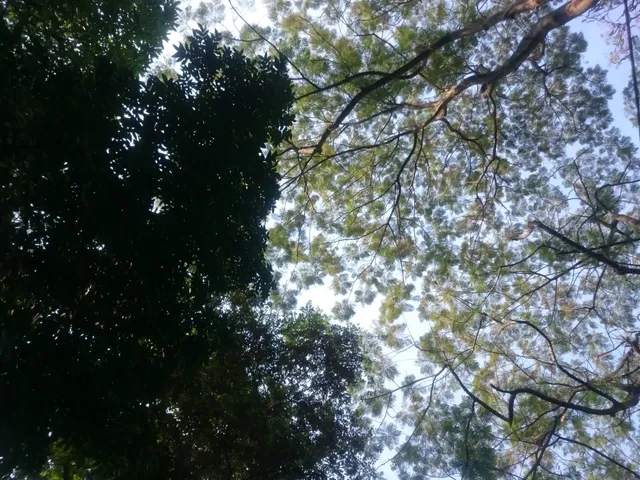 Hutan Kota Srengseng