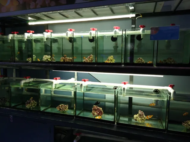 Acuario Interactivo Inbursa