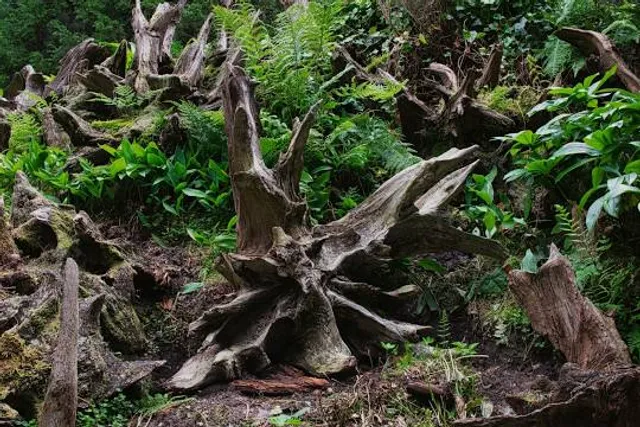 Biddulph Grange Country Park