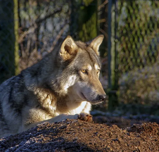 The Little Zoo - Wolf Experiences