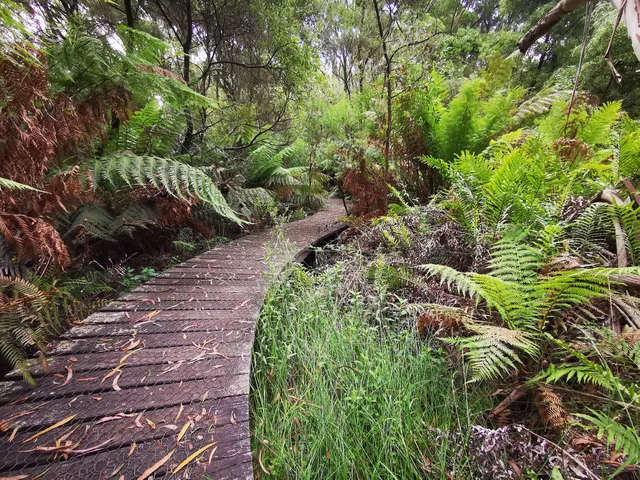 Endeavour Fern Gully