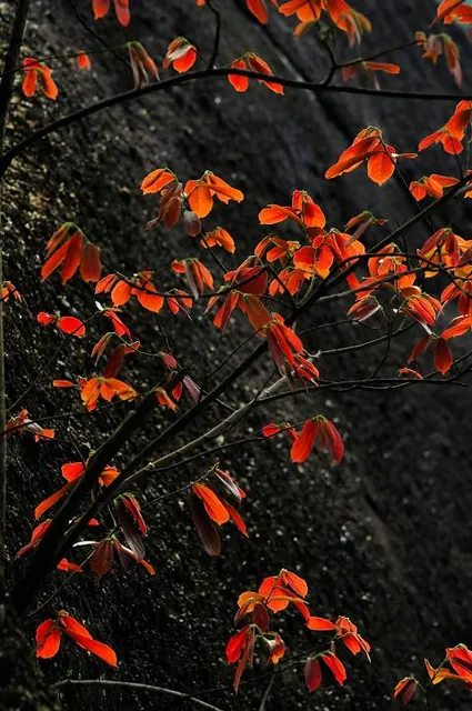 Bukit Hijau, Cangkat Tembaga Hiking Trail