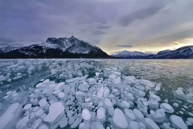 Abraham Lake Ice Bubbles Viewpoint