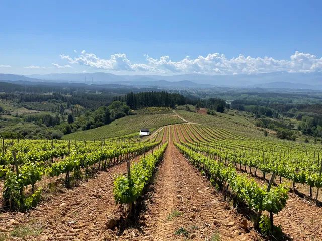 Bodegas Y Viñedos Gancedo