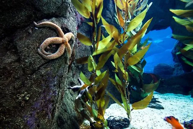OdySea Aquarium