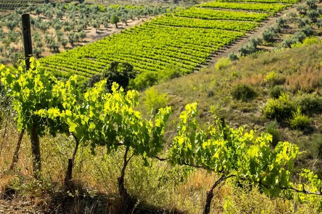 Vinícola del Priorat