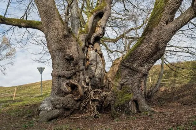 Naturdenkmal Tassilolinde