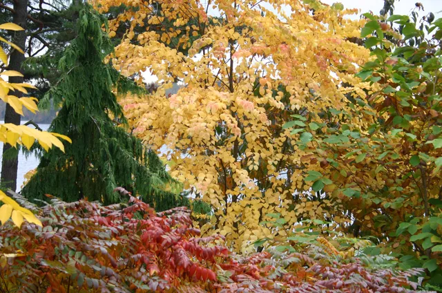 Arboretum Magnolia / Axina Oy