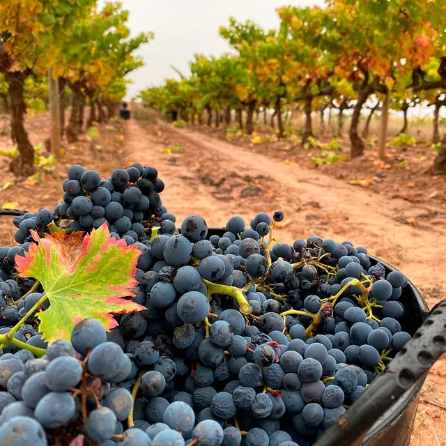 BODEGA CÉSAR DEL RÍO