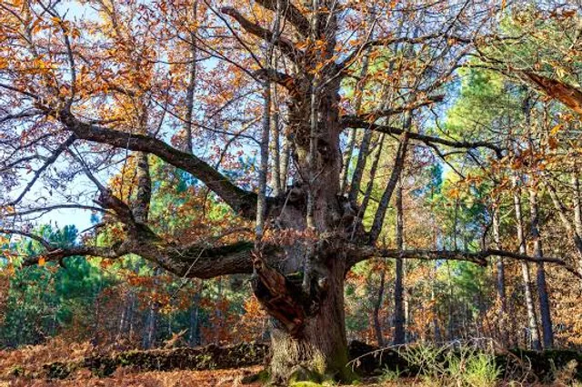 Castañar de Casillas