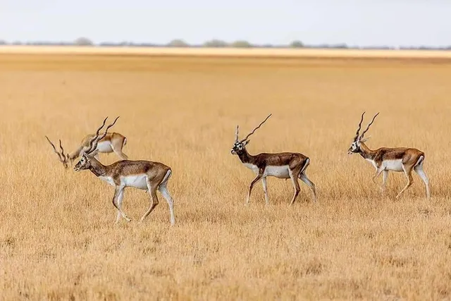 Blackbuck National Park