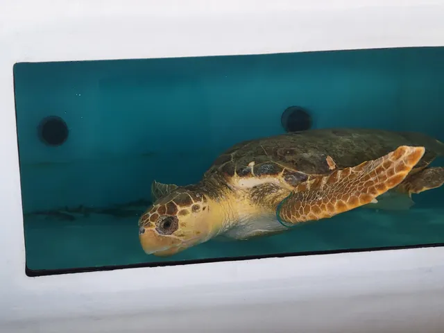 The Florida Aquarium Sea Turtle Rehabilitation Center