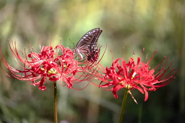 Sobue Wild Nature Ryokuchi Greens Park