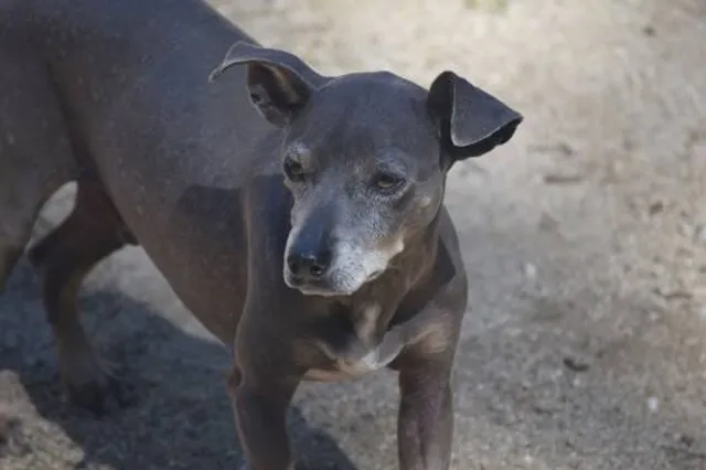 Brownie the Town Dog Memorial