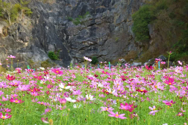 Khao Jeak Flower Field