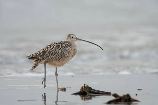 Houston Audubon Society