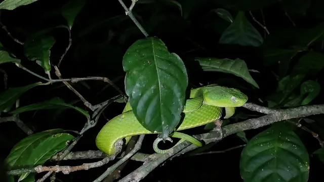 Night Walk Santamaria´s