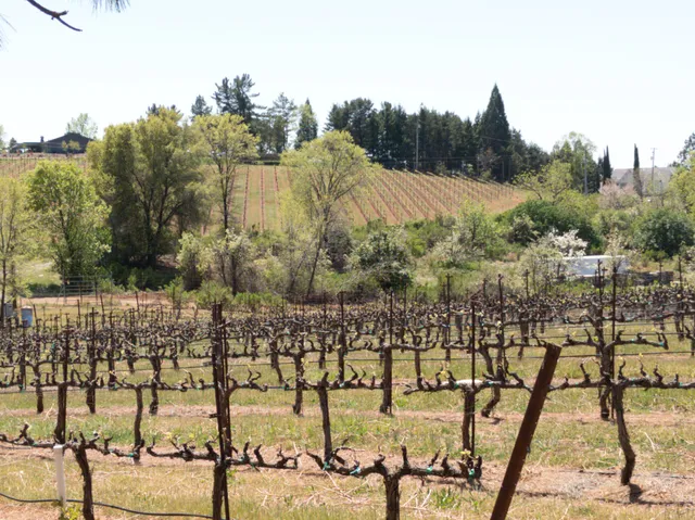 Docmanov Vineyards & Winery