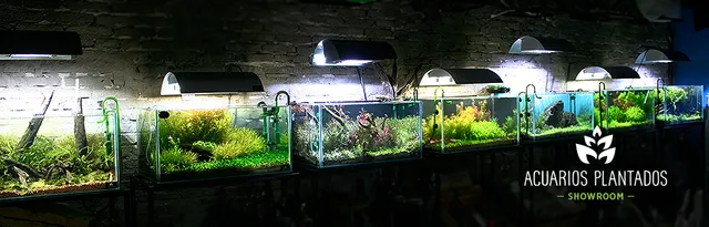 Planted aquariums Showroom