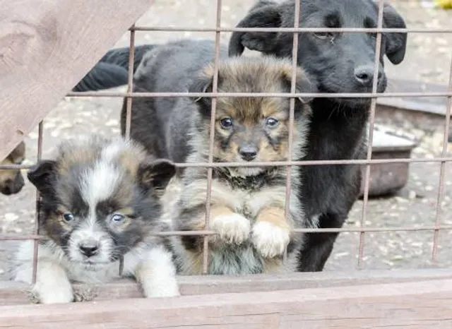 Wildfreigehege Weißhauswald