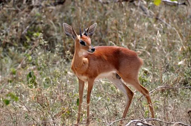 Steenbokkie Private Nature Reserve